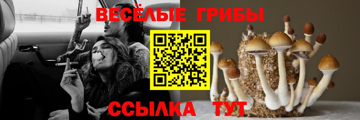 Киров  Галлюциногенные грибы Cubensis  Вход с VPN 